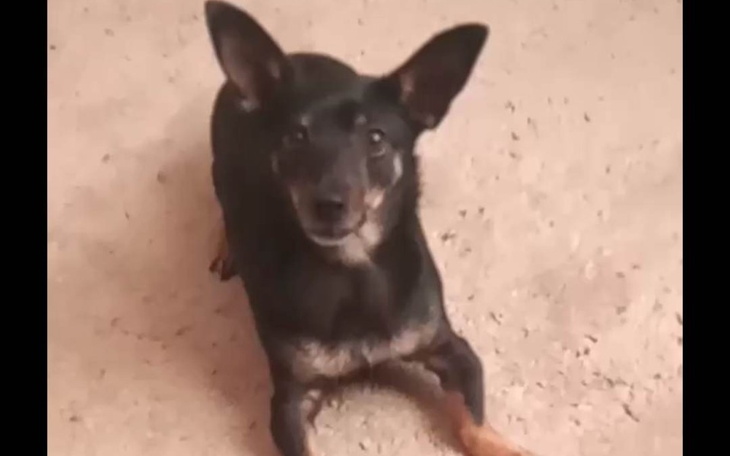 Zbiórka zbieray na smaczki dla pieska - zdjęcie główne