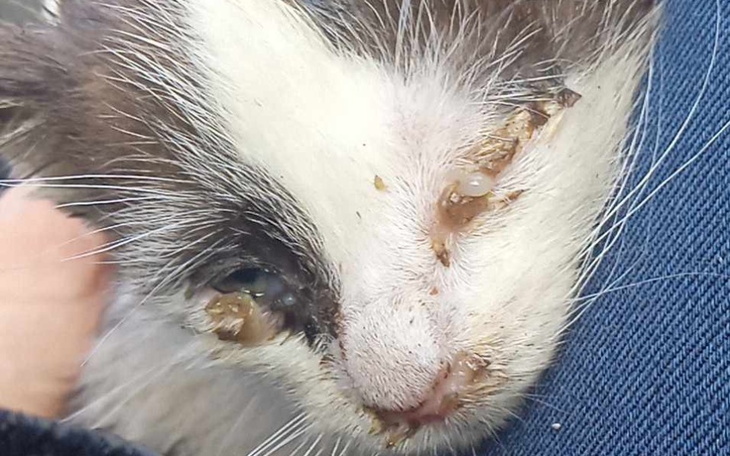 Mały czarny kotek z ranami na pyszczku, szuka wsparcia.