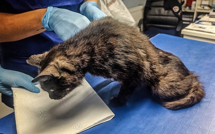 Zbiórka Wyrwana z rąk śmierci - zdjęcie główne