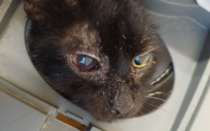 Zbiórka Ratujmy oko staruszka Gucia - zdjęcie główne