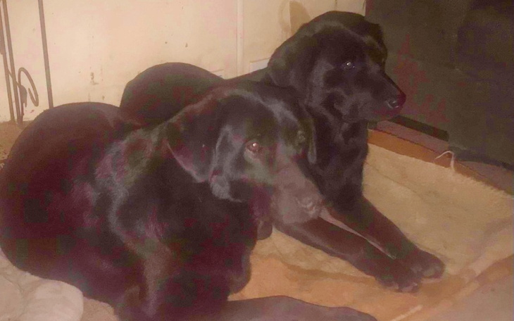 Zbiórka Szczepienia bezdomnych suczek - zdjęcie główne