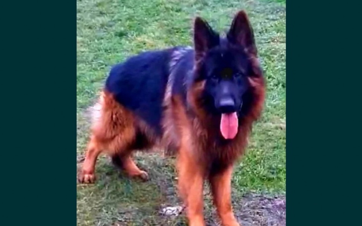 Zbiórka Na pieska mój synek ma urodziny - zdjęcie główne