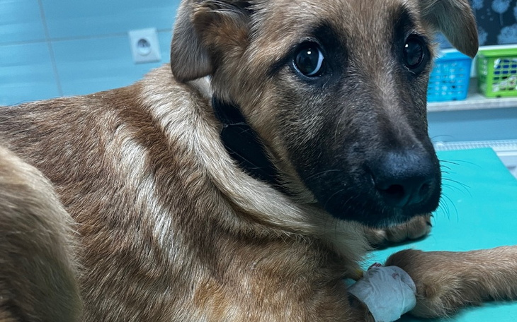 Zbiórka Walczymy o życie szczeniaka - zdjęcie główne