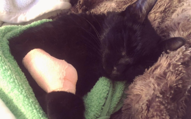 Zbiórka Ratujemy Bambi - zdjęcie główne