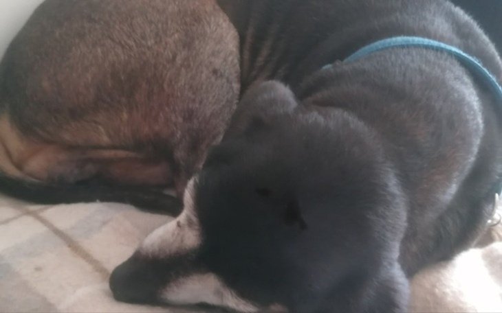 Zbiórka Zbieram na uratowanie horego psa - zdjęcie główne