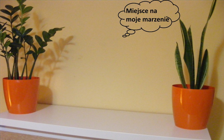 Zbiórka Moje marzenie - akwarium - zdjęcie główne