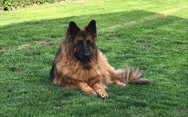 Zbiórka Czaki walczy z chłoniakiem - zdjęcie główne