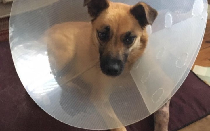 Zbiórka Operacja łapy Chilli - zdjęcie główne