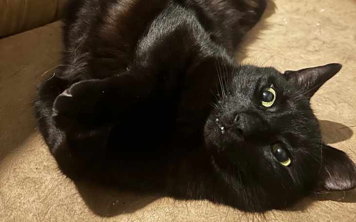 Czarny kot leżący na plecach, zrelaksowany.