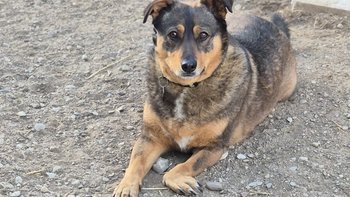 Zbiórka Stawiamy Miłkę na cztery łapy - miniaturka zdjęcia