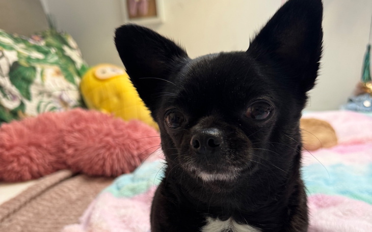 Shadow on his rescue day