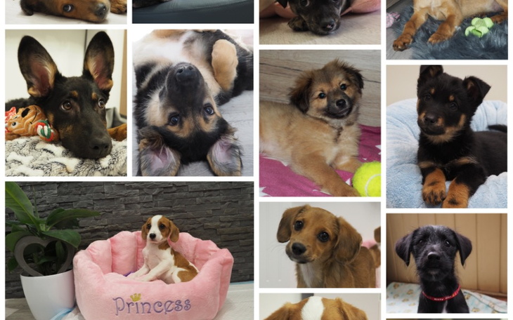 Zbiórka Na potrzeby małych wariatów - zdjęcie główne