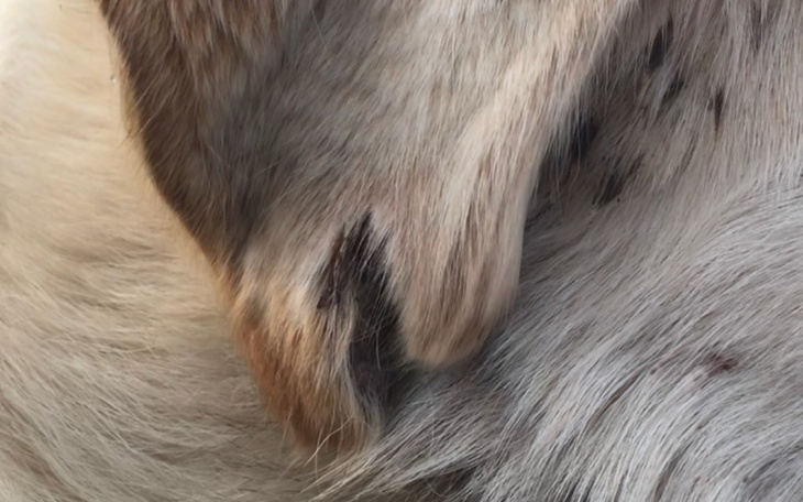 Zbiórka Pomoc dla Pieska o imieniu Misiu - zdjęcie główne