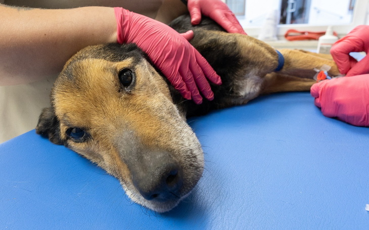 Pies w gabinecie weterynaryjnym, otrzymujący opiekę.