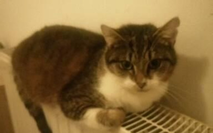 Zbiórka Gucio z rudery - zdjęcie główne