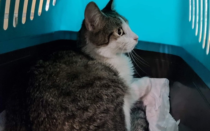 Zbiórka Szymuś walczy z FIPem - zdjęcie główne