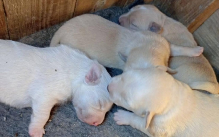 Cztery małe szczeniaki śpiące obok siebie.