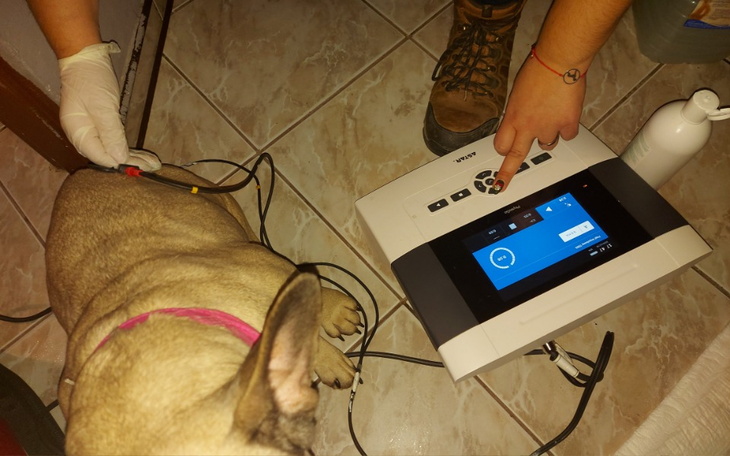 Zbiórka Stań na cztery łapy - zdjęcie główne