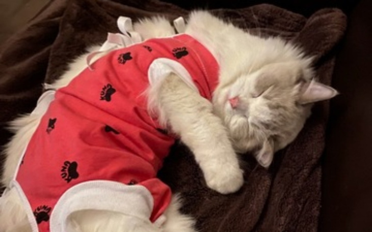 Zbiórka Kastracja i badania Milki - zdjęcie główne