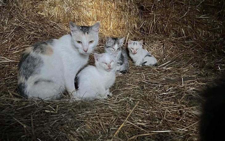 Zbiórka Dramat kociej rodziny PILNE - zdjęcie główne