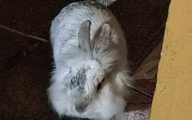 Zbiórka Miniaturka potrzebuje pomocy - zdjęcie główne