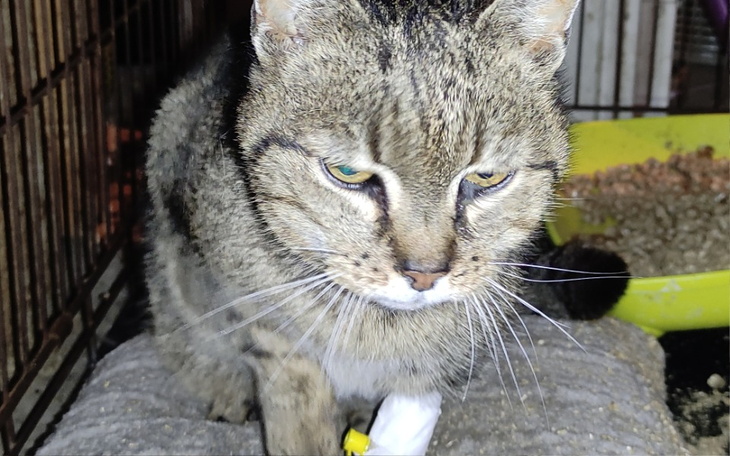 Zbiórka Ratunek dla Burci - zdjęcie główne