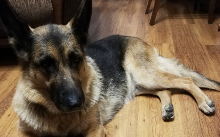 Zbiórka pomoc dla Gai - zdjęcie główne