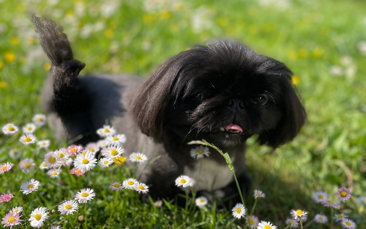 Zbiórka Uratujmy życie Henia pekińczyka - zdjęcie główne