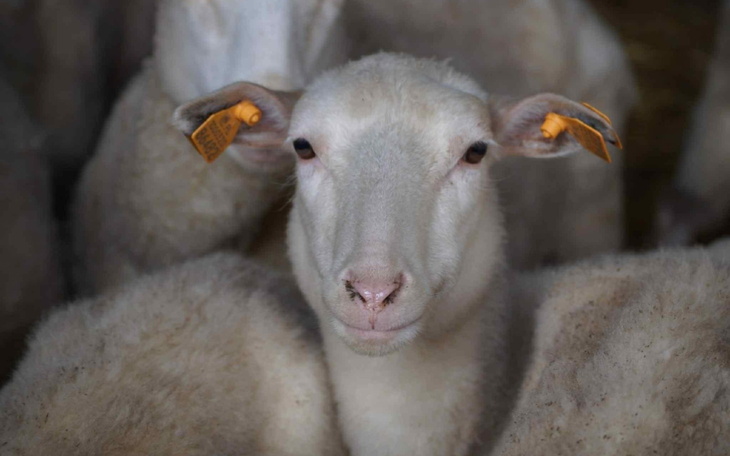 Owca z identyfikatorem, patrząca w obiektyw.