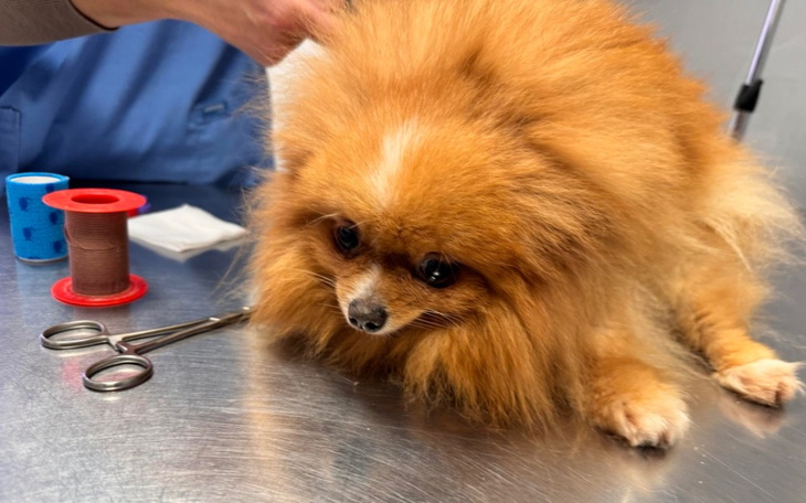 Zbiórka Badania i kastracje - zdjęcie główne