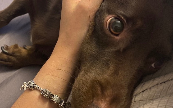 Zbiórka Leczenie zębów Leona - zdjęcie główne