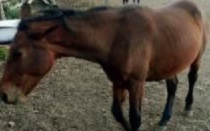 Zbiórka Tiara koń kaleka - zdjęcie główne