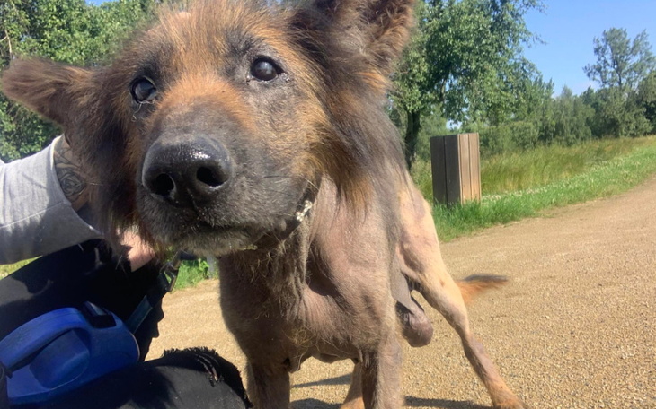 Zbiórka Ratujemy zagłodzoną owczarkę... - zdjęcie główne