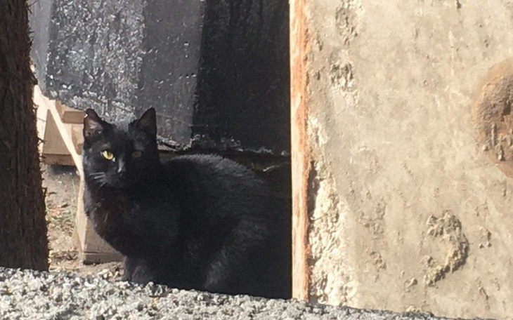 Zbiórka Na karmę dla kotów z Żoliborza - zdjęcie główne