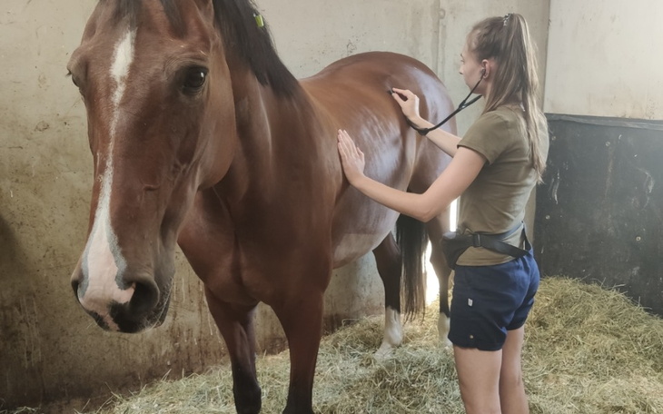 Zbiórka Na szkolenia weterynaryjne - zdjęcie główne