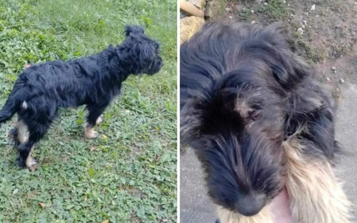 Zbiórka Zabezpieczenie psiaka. - zdjęcie główne