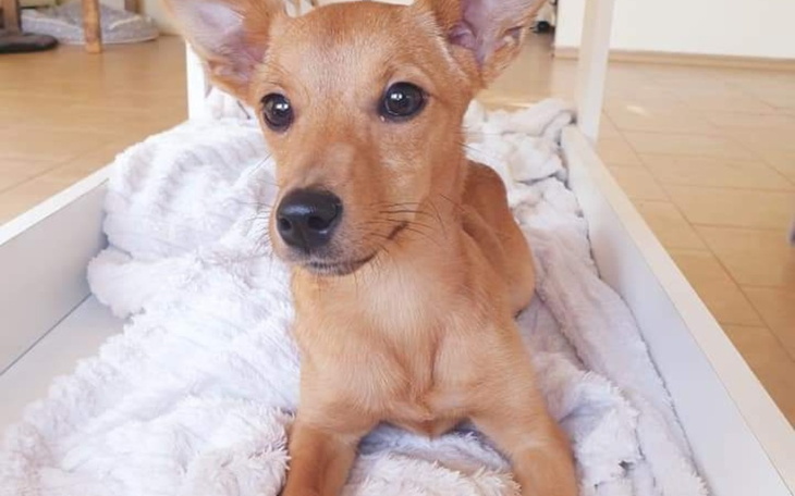 Zbiórka Nala potrzebuje wsparcia - zdjęcie główne