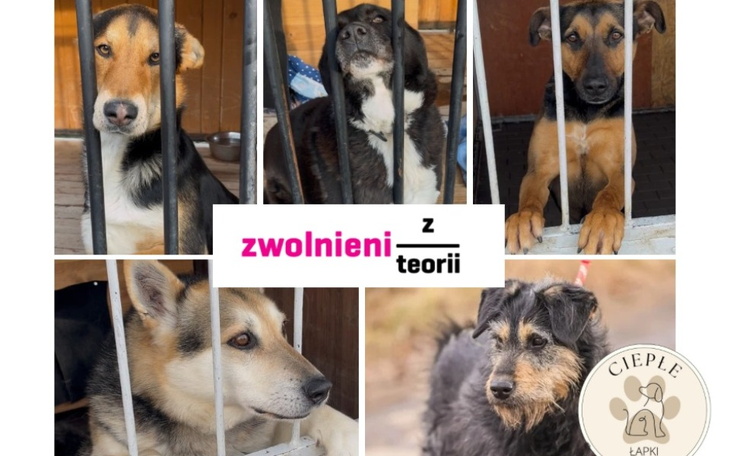 Grupa psów w schronisku za kratami.