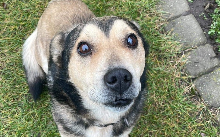 Zbiórka Uratujmy oczka mojego pieska - zdjęcie główne