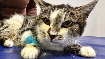 Zbiórka Łucja nam umiera - miniaturka zdjęcia