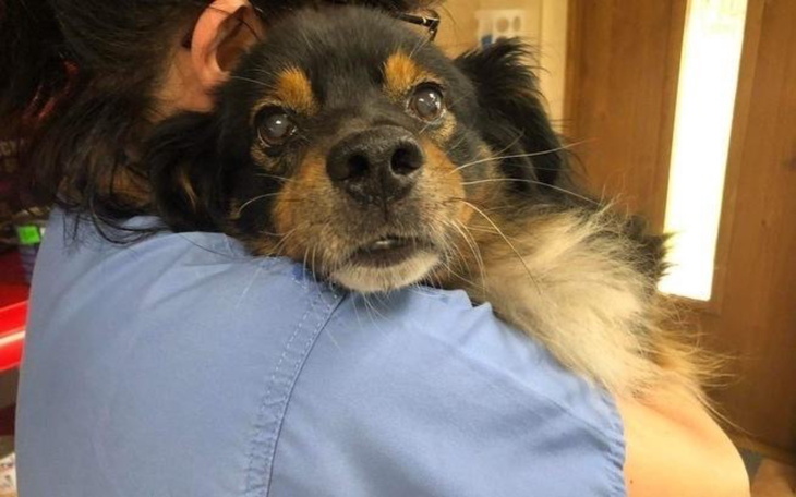 Pies trzymany na rękach przez osobę w niebieskiej koszuli.