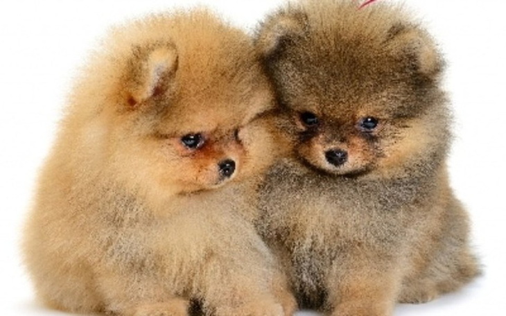 Zbiórka Karma dla zwierzątt - zdjęcie główne