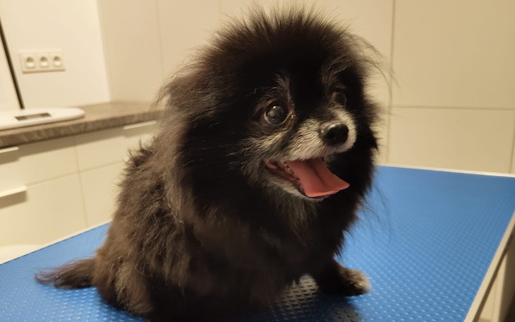 Zbiórka Ratujemy łapki i zdrowie - zdjęcie główne