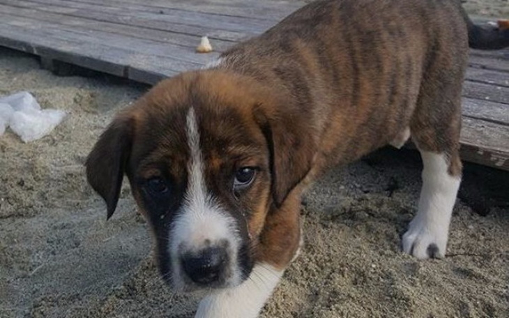 Zbiórka Uratujmy te szczeniaki z Grecji - zdjęcie główne
