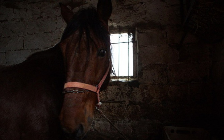 Zbiórka Bartek prosi o życie... - zdjęcie główne