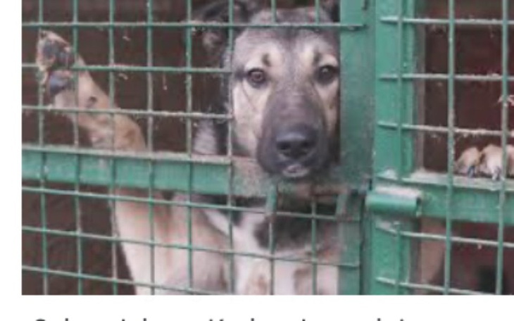 Zbiórka Karma dla schroniska w boleslawc - zdjęcie główne