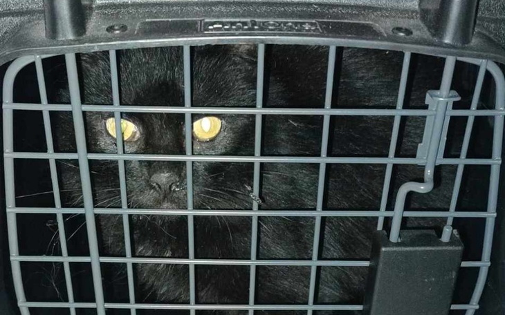 Zbiórka Na opłacenie zabiegu kotki - zdjęcie główne