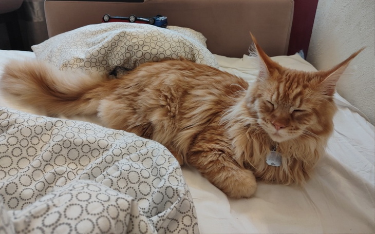 Zbiórka Uno prosi o pomoc - zdjęcie główne