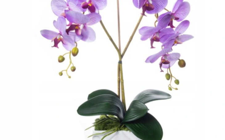 Zbiórka Na storczyka dla mamy - zdjęcie główne