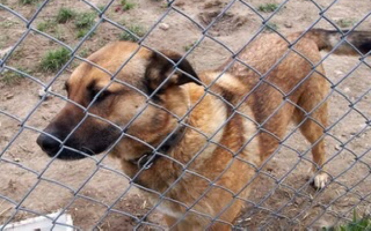 Zbiórka Karma dla psiaków ze schronisk - zdjęcie główne